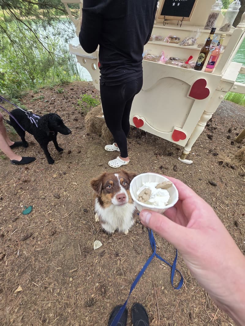 A hand offering a tub of dog ice cream to a small brown-and-white dog on a lead outside the shop