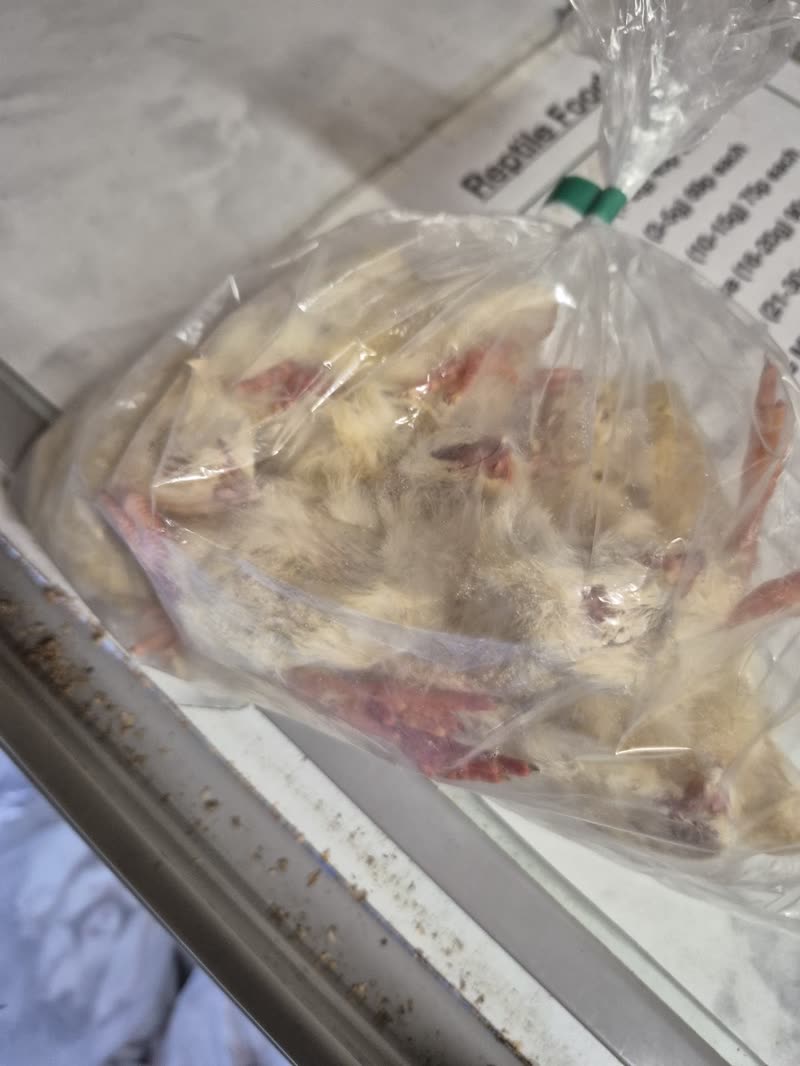 A sealed bag of frozen chicks on a freezer shelf, sold as reptile food
