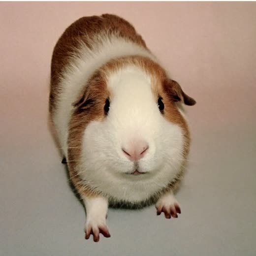 A guinea pig facing the camera on a plain pale background