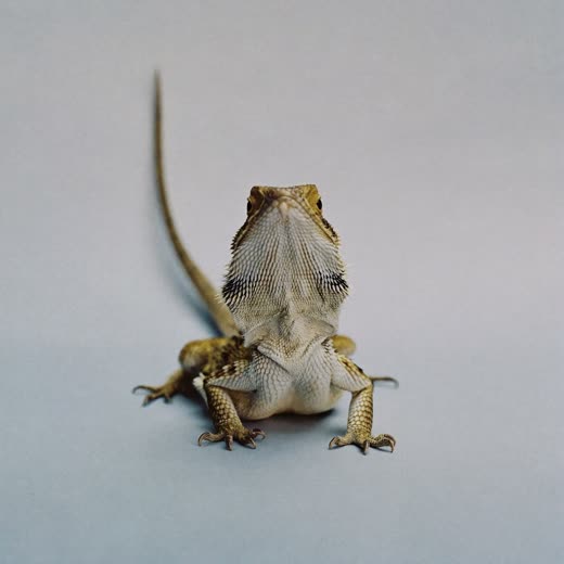 A bearded dragon resting on a plain pale background