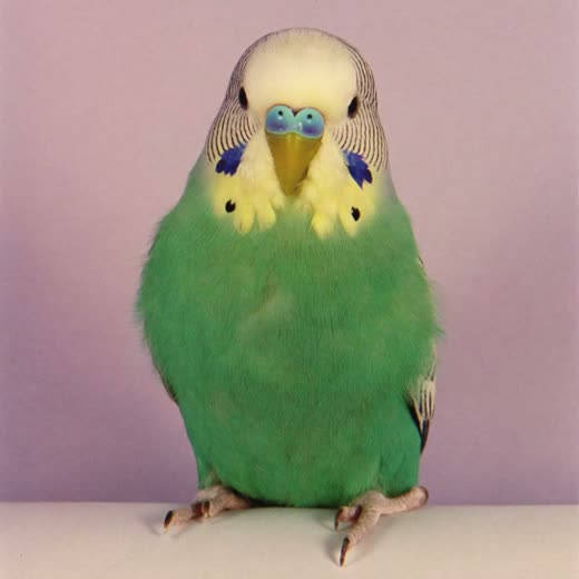 A budgerigar perched against a plain pale background